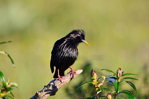 istock Spotless starling perched on a branch. 526566130
