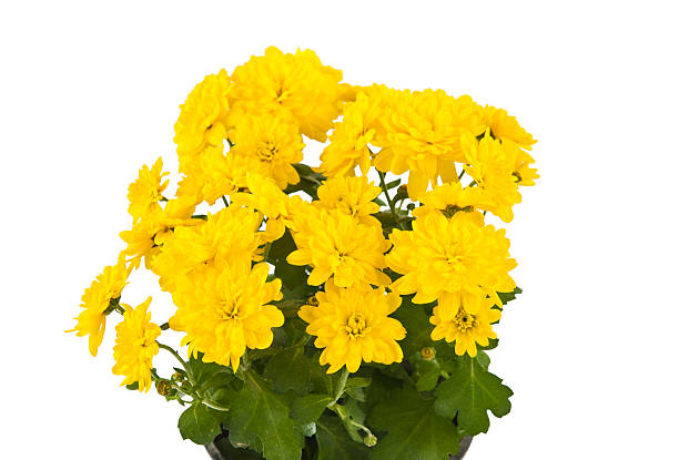 istock Beautiful yellow chrysanthemum in flowerpot isolated 526566948