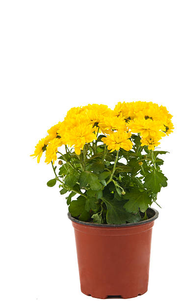 istock Beautiful yellow chrysanthemum in flowerpot isolated 526566970