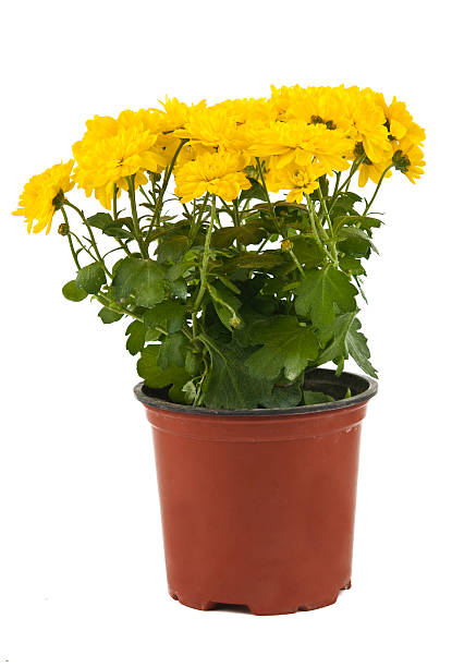 istock Beautiful yellow chrysanthemum in flowerpot isolated 526567002