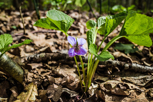 Forest violet spring stock photo
