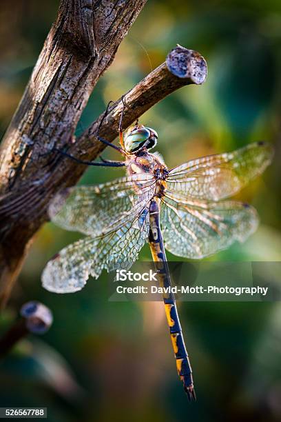 Dragon Fly Stock Photo - Download Image Now - Animal Body Part, Animal Wing, Branch - Plant Part