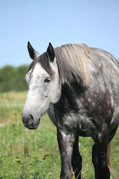 istock Gray horse portrait at the pasture 526567997