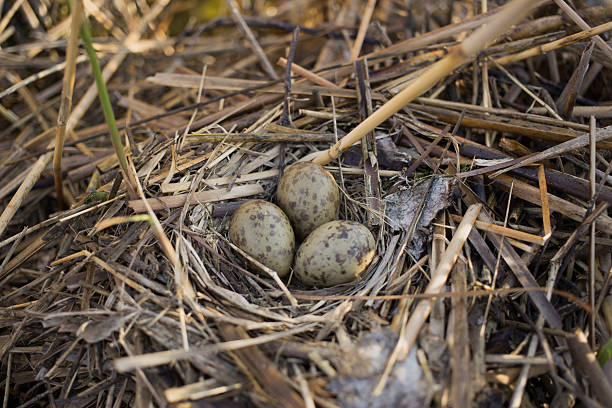 istock Bird's nest in its natural habitat 526568076
