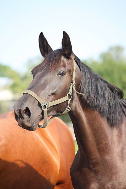 istock Black horse taking a deep breath of air 526568091