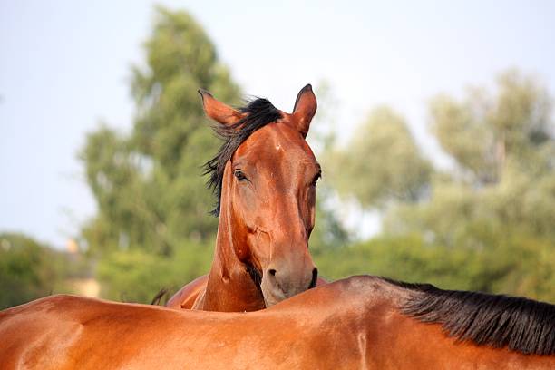 istock Two brown horses nuzzling each other 526568099