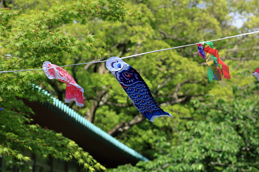 Koinobori, meaning \