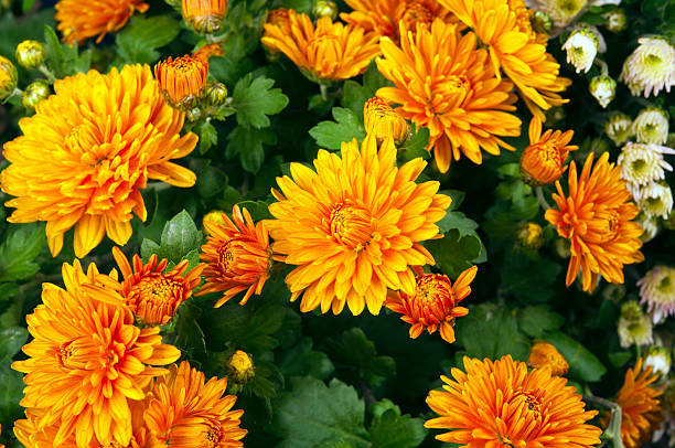 istock Orange Chrysanthemum Flowers 526568530