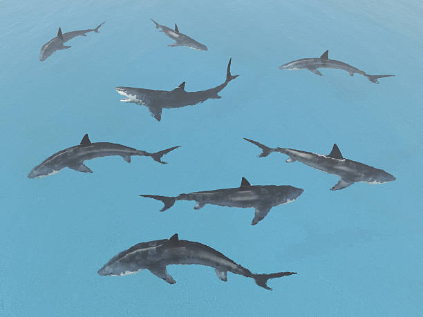 Group of great white sharks