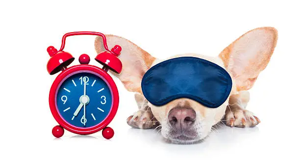 chihuahua dog  resting ,sleeping or having a siesta  with a clock and eye mask