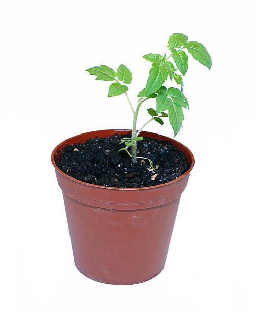 istock Young plant tomato seedlings in flowerpot isolated 526568930
