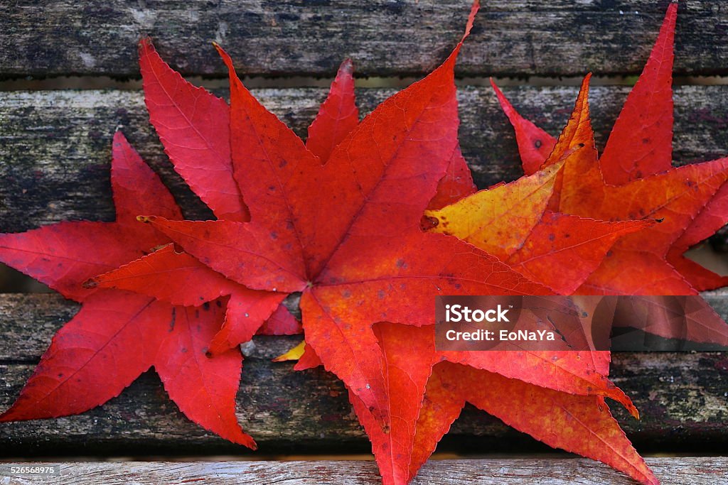 maple leaves Red leaves of the japanese maple in autumn Autumn Stock Photo