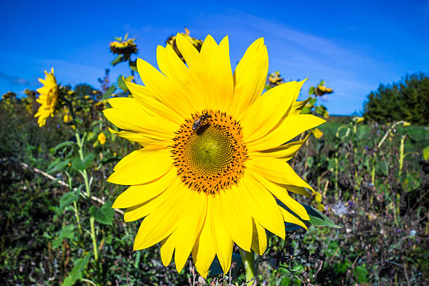 Close-up of sun flower stock photo