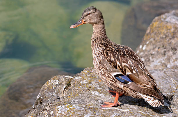 istock Female duck mallard on rock 526569018