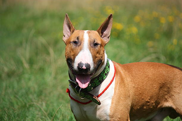 Friendly red and white bull terrier portrait in summer