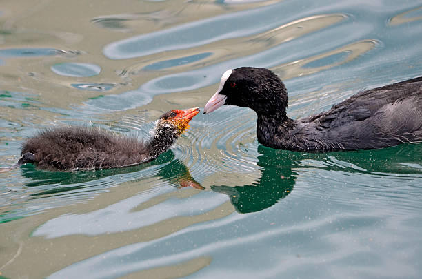 istock Eurasian Coot and young 526569184
