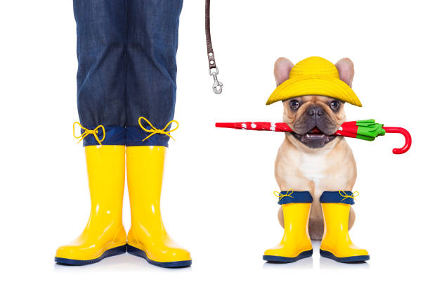 fawn french bulldog ready for a walk fawn french bulldog sitting and waiting to go for a walk with owner , prepared for rain and dirt,wearing rain boots , holding umbrella with mouth,  isolated on white background rubber boot stock pictures, royalty-free photos & images