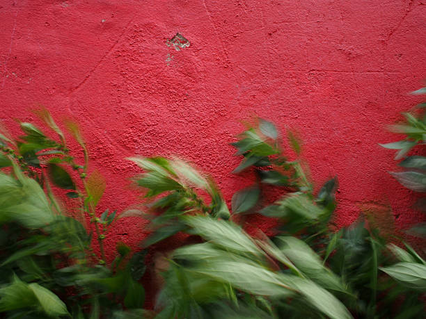 It was a windy day in Istanbul City. While walking in front of a red wall and plants caught my attention. After taking a few pictures,  developed the idea of long exposure.The anti-vibration feature of Olympus EP-5 camera is able to take photos without a tripod.