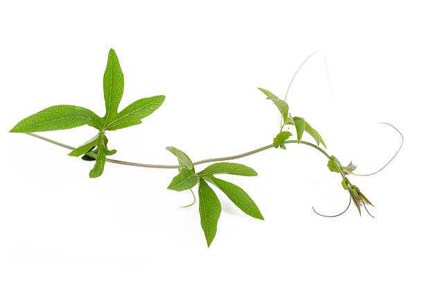 vine ivy - plant macro studio shot outdoors fotografías e imágenes de stock