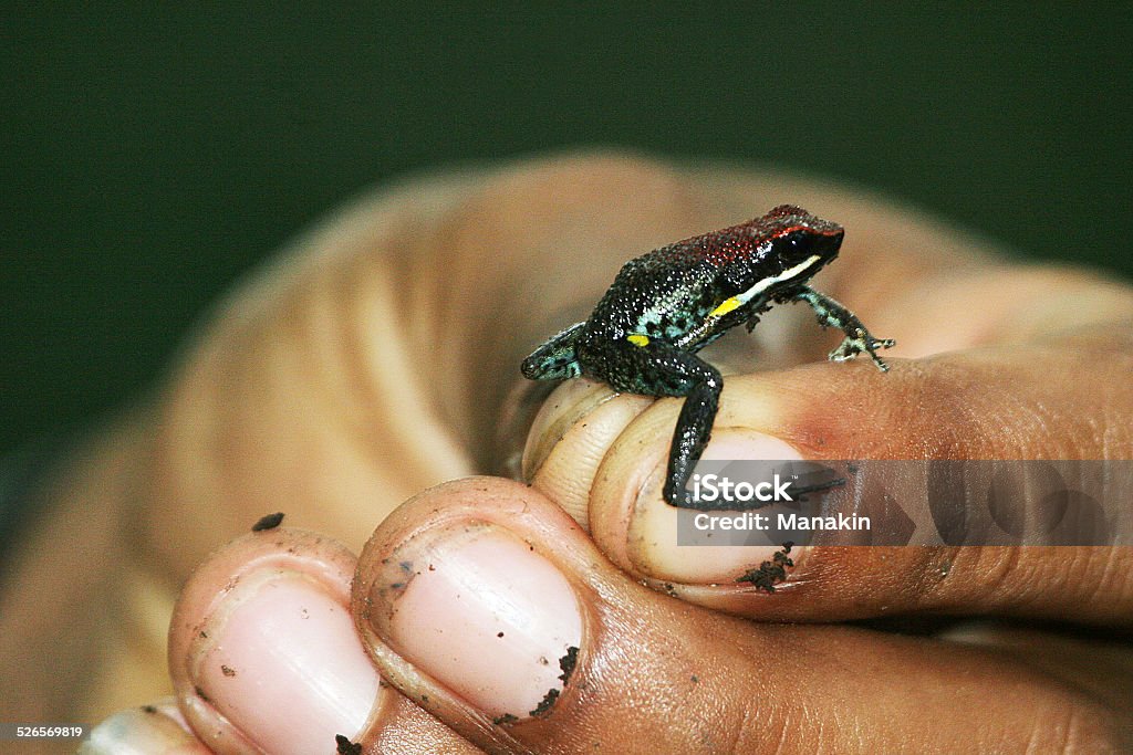 Tiny poisonous tree frog in hand, Ecuador The tiny & colorful Ecuador poison dart frog (Ameerega bilinguis) in hand Amphibian Stock Photo