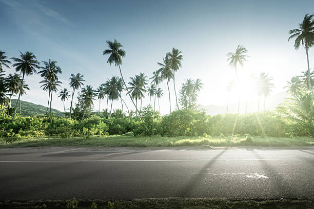istock empty road in jungle of Seychelles islands 526569834