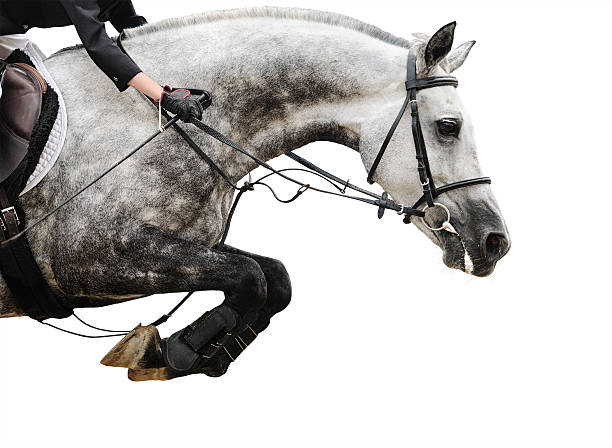 istock Gray horse in jumping show, isolated 526569919
