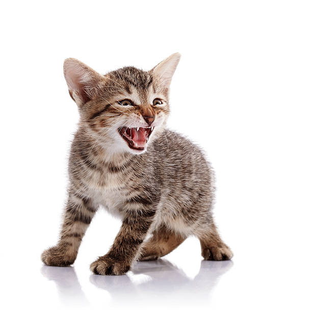istock The mewing striped kitten. 526570033