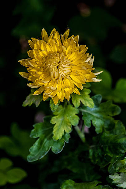 Yellow Chrysantemum stock photo