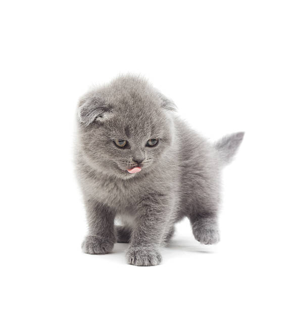 istock British lop-eared kitten f 526570433