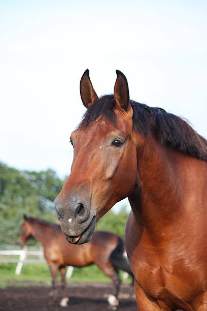 istock Yawning bay horse portrait in summer 526570659