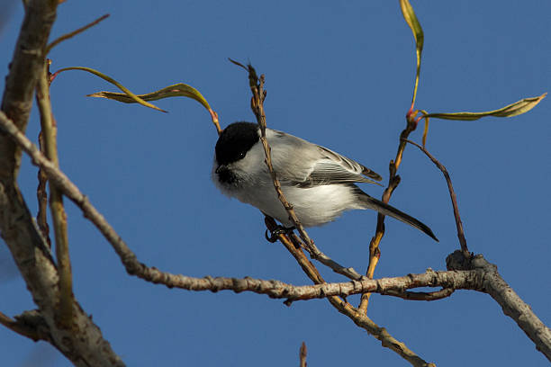 istock Willow tit is sitting on a branch and looks forward 526570679
