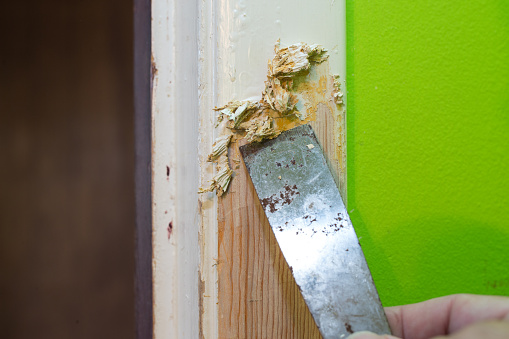 After being loosened chemcally or with heat, layers of paint are stripped off.
