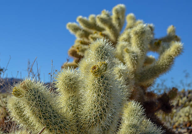istock Cholla cactus garden, Joshua tree national park, California 526572715