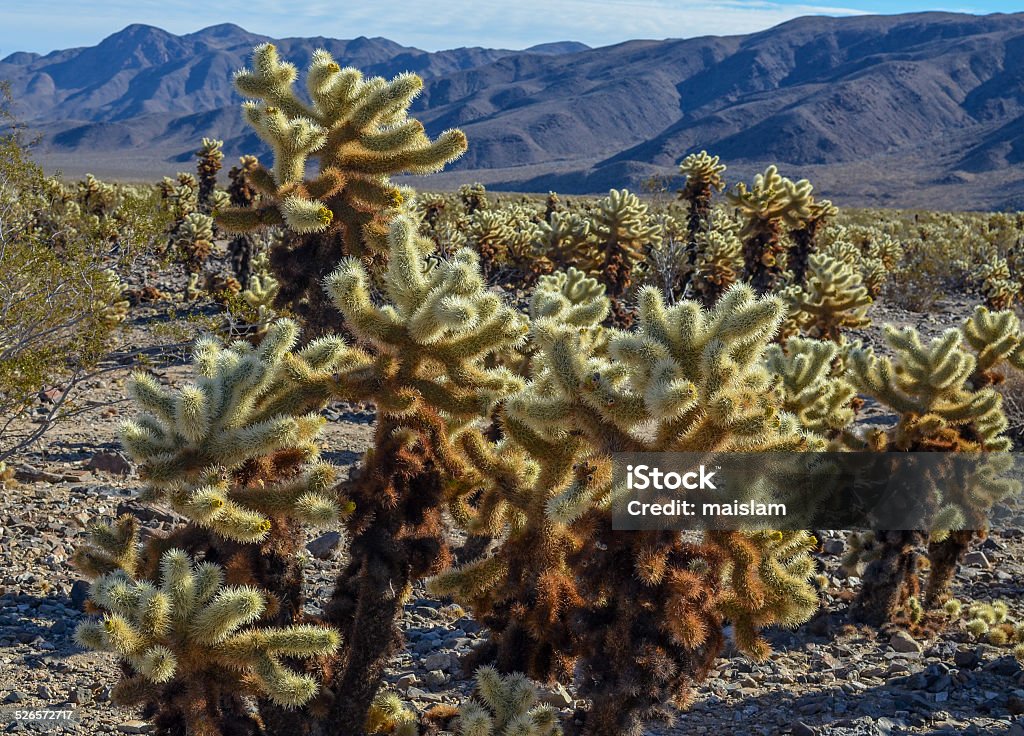 Cholla cactus garden, Joshua tree national park, California Arid Climate Stock Photo