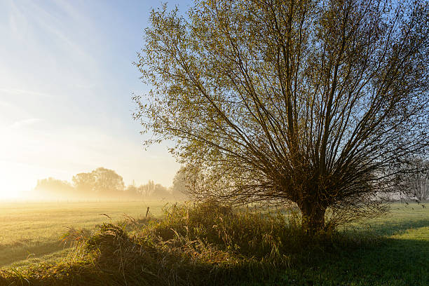 istock Willow tree in Autumn morning fog landscape 526572931
