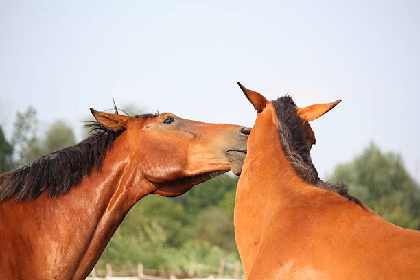 istock Two brown horses nuzzling each other 526594101