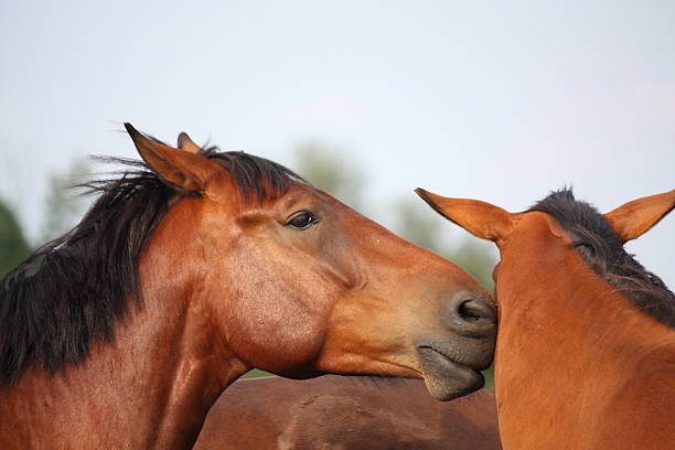 istock Two brown horses nuzzling each other 526594105