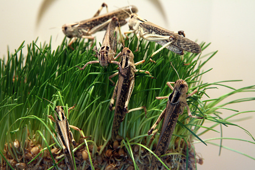 Desert locust (Schistocerca gregaria) eating green grass.