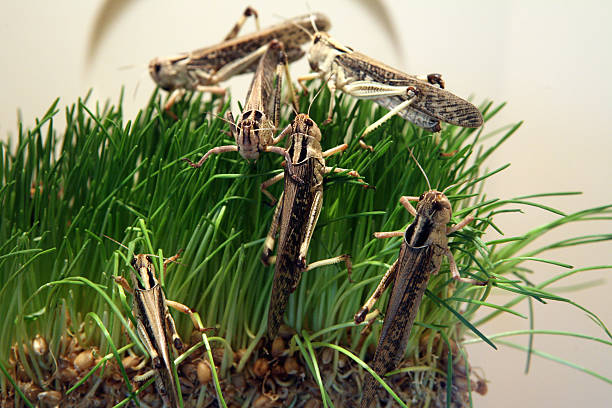 gafanhoto do deserto - locust swarm of insects insect group of animals imagens e fotografias de stock