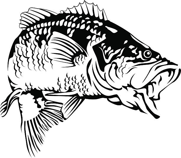 czarny bas - black bass illustrations stock illustrations