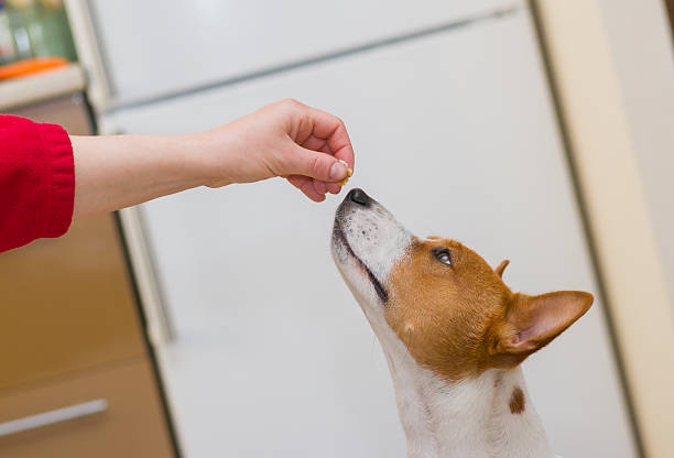istock Unscheduled tiny lunch for hungry basenji 526595901