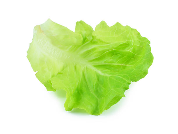 istock fresh lettuce leaves isolated on white 526596551