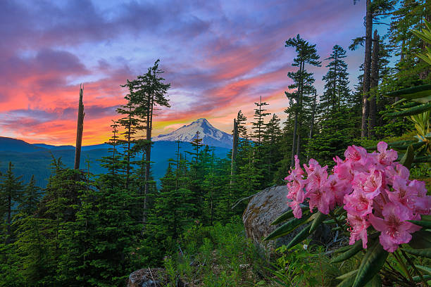 Beautiful Vista of Mount Hood in Oregon, USA. stock photo