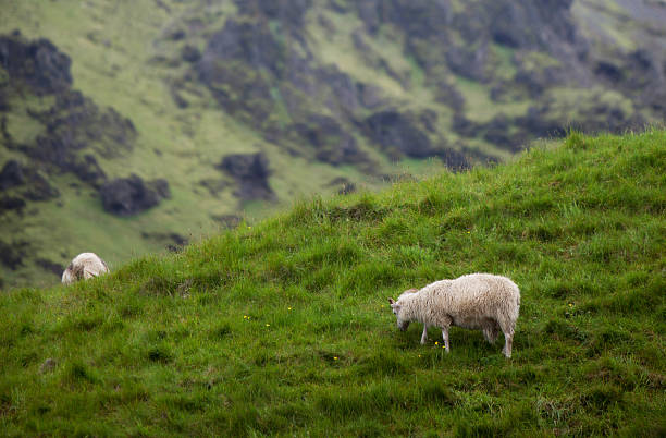 istock Icelandic Sheep in Meadow 526597605