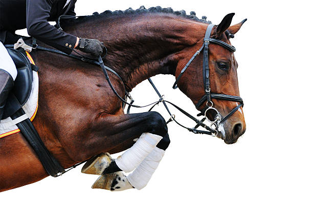 Bay horse in jumping show, isolated