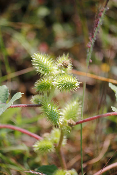istock Fruits of Noogoora burr, Xanthium occidentale 526598147