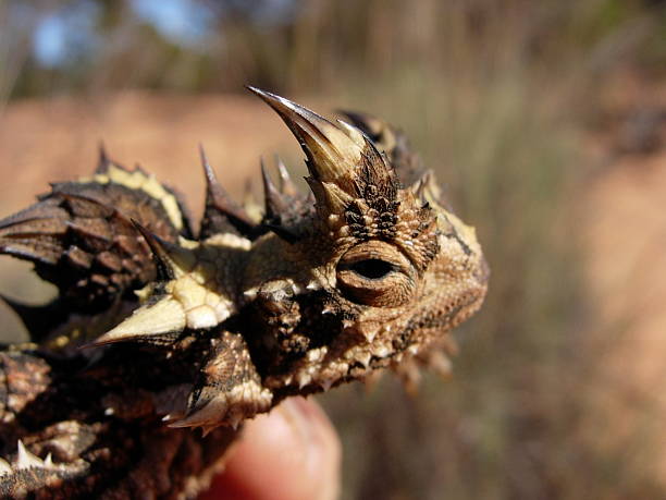 Thorny Devil This Australia lizard lives in harsh and arid environments. Its diet consists of ants.  To feed, they simply find a trail of ants and lick them up one by one as they pass by. moloch horridus stock pictures, royalty-free photos & images