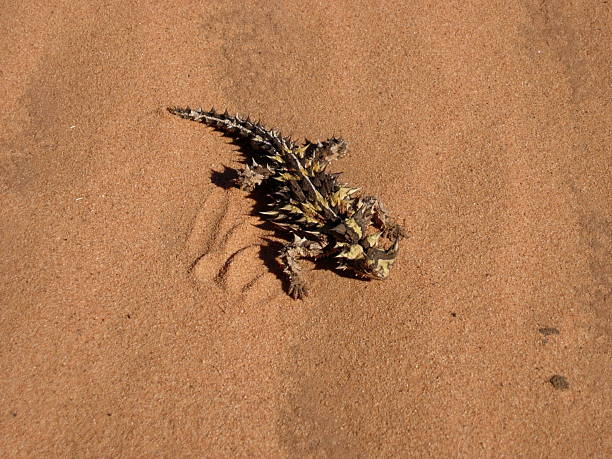 thorny 悪魔に砂漠 - lizard landscape desert australia ストックフォトと画像