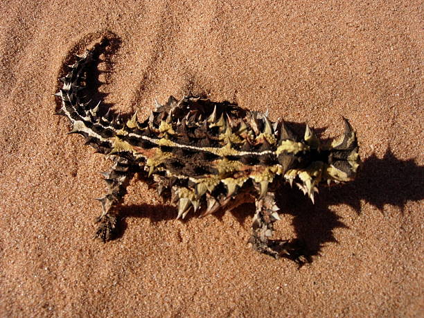 thorny 悪魔に砂漠 - lizard landscape desert australia ストックフォトと画像