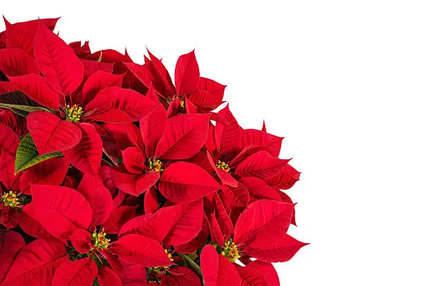 Red poinsettia flower (Euphorbia pulcherrima), isolated on white with copy space